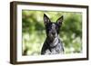 Australian Heeler 06-Bob Langrish-Framed Premium Photographic Print