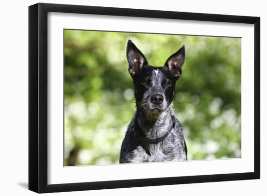 Australian Heeler 06-Bob Langrish-Framed Premium Photographic Print