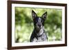 Australian Heeler 06-Bob Langrish-Framed Photographic Print