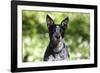 Australian Heeler 06-Bob Langrish-Framed Photographic Print