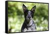 Australian Heeler 06-Bob Langrish-Framed Stretched Canvas