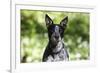 Australian Heeler 06-Bob Langrish-Framed Photographic Print