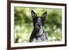 Australian Heeler 06-Bob Langrish-Framed Photographic Print