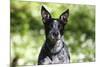 Australian Heeler 06-Bob Langrish-Mounted Photographic Print