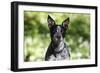 Australian Heeler 06-Bob Langrish-Framed Photographic Print