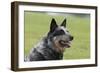 Australian Heeler 13-Bob Langrish-Framed Premium Photographic Print