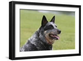 Australian Heeler 13-Bob Langrish-Framed Premium Photographic Print