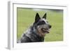 Australian Heeler 13-Bob Langrish-Framed Premium Photographic Print