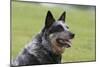 Australian Heeler 13-Bob Langrish-Mounted Premium Photographic Print