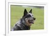 Australian Heeler 13-Bob Langrish-Framed Photographic Print