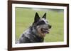 Australian Heeler 13-Bob Langrish-Framed Photographic Print