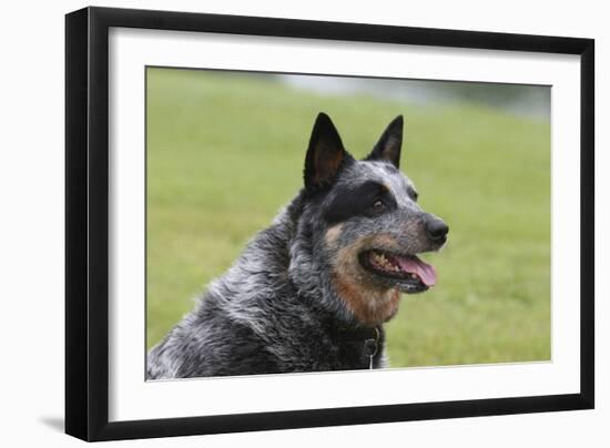 Australian Heeler 13-Bob Langrish-Framed Photographic Print