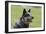 Australian Heeler 13-Bob Langrish-Framed Photographic Print