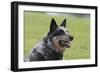 Australian Heeler 13-Bob Langrish-Framed Photographic Print