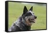 Australian Heeler 13-Bob Langrish-Framed Stretched Canvas