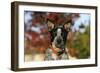 Australian Heeler 21-Bob Langrish-Framed Photographic Print