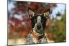 Australian Heeler 21-Bob Langrish-Mounted Photographic Print