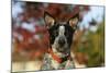 Australian Heeler 21-Bob Langrish-Mounted Photographic Print