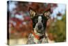 Australian Heeler 21-Bob Langrish-Stretched Canvas