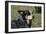 Australian Heeler 24-Bob Langrish-Framed Photographic Print