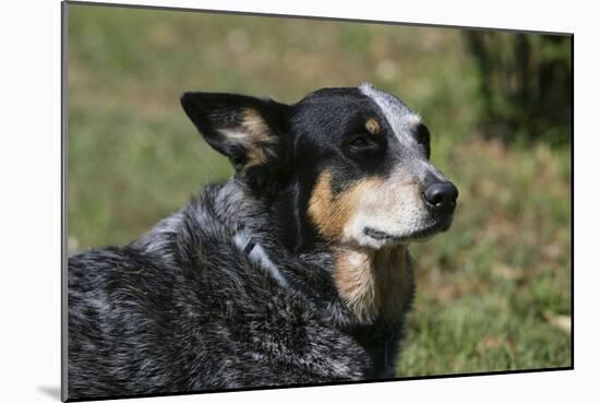 Australian Heeler 24-Bob Langrish-Mounted Photographic Print