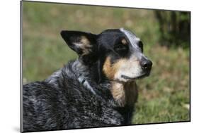 Australian Heeler 24-Bob Langrish-Mounted Photographic Print