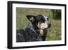 Australian Heeler 24-Bob Langrish-Framed Premium Photographic Print