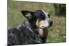 Australian Heeler 24-Bob Langrish-Mounted Premium Photographic Print