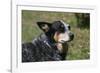 Australian Heeler 24-Bob Langrish-Framed Photographic Print