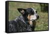 Australian Heeler 24-Bob Langrish-Framed Stretched Canvas