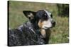 Australian Heeler 24-Bob Langrish-Stretched Canvas