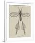 Australian Insect-null-Framed Giclee Print