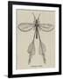 Australian Insect-null-Framed Giclee Print