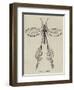 Australian Insect-null-Framed Giclee Print