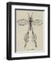 Australian Insect-null-Framed Giclee Print