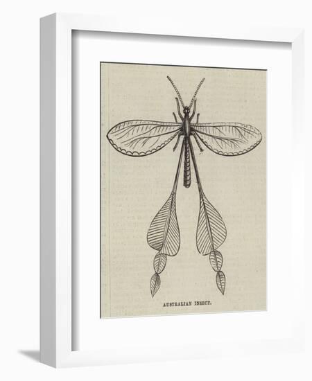 Australian Insect-null-Framed Giclee Print