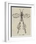 Australian Insect-null-Framed Giclee Print