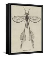 Australian Insect-null-Framed Stretched Canvas