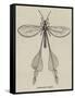 Australian Insect-null-Framed Stretched Canvas