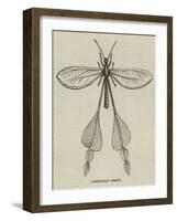Australian Insect-null-Framed Giclee Print