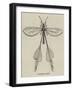 Australian Insect-null-Framed Giclee Print