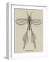 Australian Insect-null-Framed Giclee Print