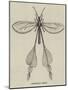 Australian Insect-null-Mounted Giclee Print