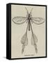 Australian Insect-null-Framed Stretched Canvas