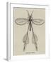 Australian Insect-null-Framed Giclee Print