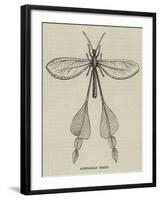 Australian Insect-null-Framed Giclee Print