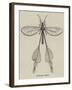 Australian Insect-null-Framed Giclee Print