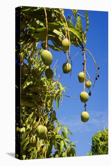 Australian Kensington Mango Orchard with Immature-null-Stretched Canvas