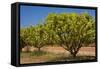 Australian Kensington Mango Orchard with Immature-null-Framed Stretched Canvas