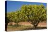 Australian Kensington Mango Orchard with Immature-null-Stretched Canvas